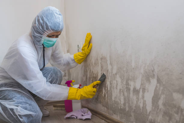 Best Certified Mold Removal  in Millington, TN