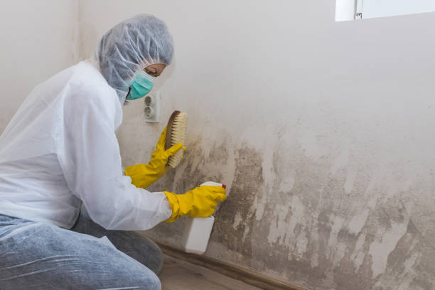 Best Mold Damage Repair  in Millington, TN