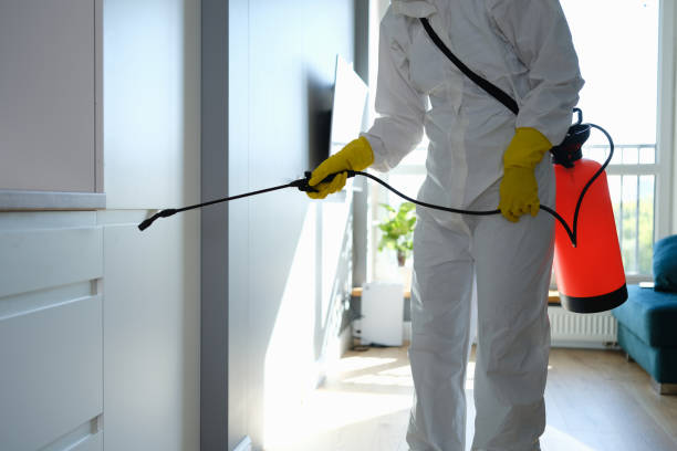 Best Black Mold Removal  in Millington, TN