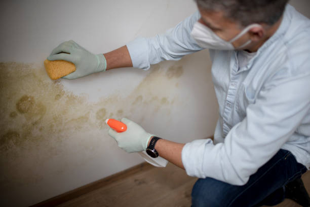 Best Mold Remediation  in Millington, TN