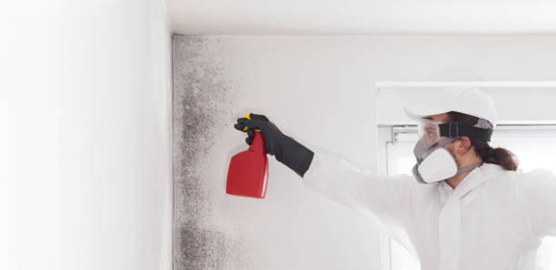 Best Mold Inspection  in Millington, TN