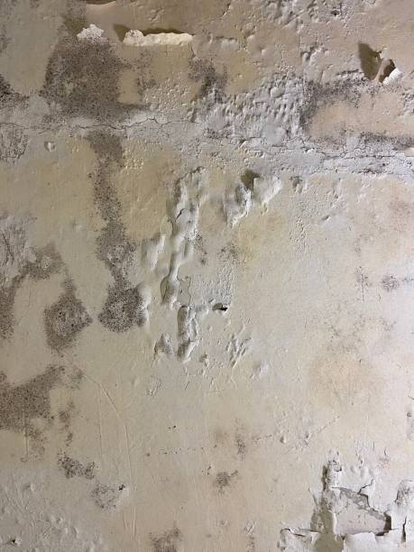 Best Certified Mold Removal  in Millington, TN