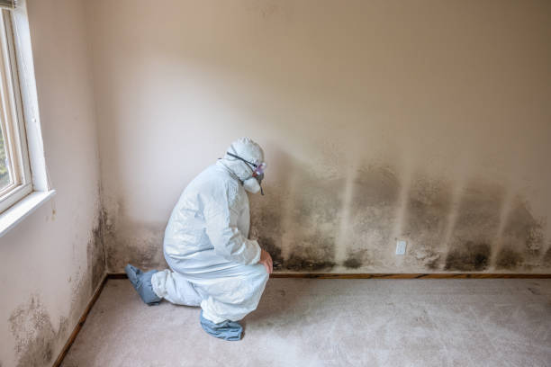 Best Toxic Mold Removal  in Millington, TN