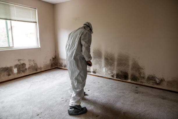 Best Mold Damage Repair  in Millington, TN